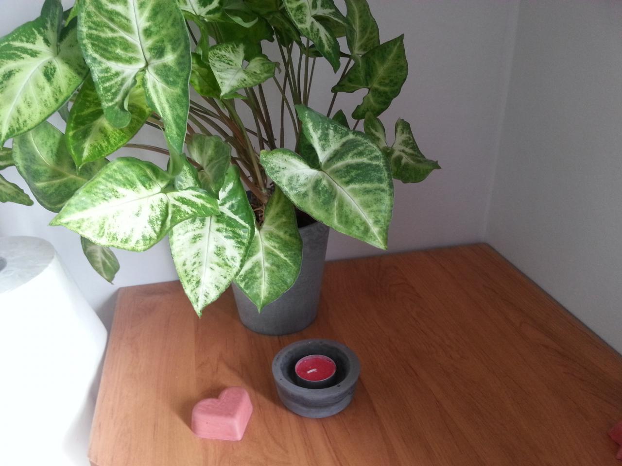 Pot en béton  10€